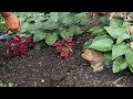 Planting Coneflower, bare root daylily and garden maintenance