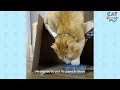 Cat Who Loves Tupperware More Than Anything Gets A Special Delivery | The Dodo Cat Crazy