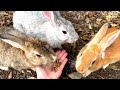 Kawaii！The Only RABBIT ISLAND in the World - Uninhabited with 700 Wild Rabbits | Japanese Island