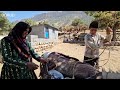 Treatment of goats: Akram treats sick goats during construction