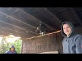 Ceiling Fan Destruction #40