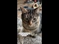 Not all cats are evil | Adorable and funny cats compilation 2021