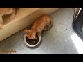 Kittens Who Really Don't Want to Share Their Food