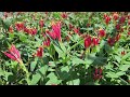 Spigelia marilandica 'Little Red Head' - Indian pink