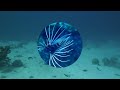 UNDERWATER LONG NATURE MEDITATION WITH CORAL REEF