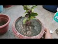 Euphorbia milii plant care and tips, repotting