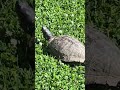 Snapping Turtle#turtle #turtles #snappingturtles turtle #illinois