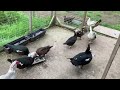 The clinic ducks having breakfast