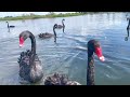 Black Swan Lake