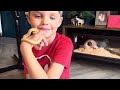 Hoggy the hog nose snake