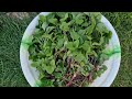 I picked some vegetables from my hobby garden today | Hobbyist Gardening UK | Bidesher Matir Sabji