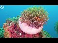 In The Aquarium You Can See Huge Sea Creatures 4K (ULTRA HD) - The Most Beautiful Fish In The World