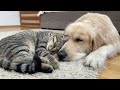 Adorable Cat and Golden Retriever Attacked by a Sweet Sleep