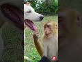 funniest animals 😁 naughty cute animal spoiled by its master 🤣🥰