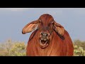 LA MEJOR VACA BRAHMAN ROJO DEL MUNDO ESTÁ EN COLOMBIA