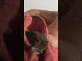 The sound of a bat. Rescued from garage and set free.