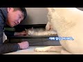 ￼ Jindo dog's reaction when the kitten he was worried about comes home