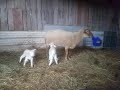 First lambs of 2020