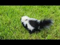 Baby skunk kit 6-8 weeks old