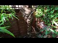 Sunny September Tour of my U.K. Tropical Style Jungle Garden