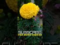 Beautiful Flower #marigold #gardening #flower