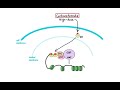 Pharmacology - DRUGS FOR ASTHMA AND COPD (MADE EASY)