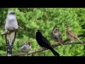 Alle fugler små de er - med tekst og animasjon | SWING