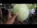 PENYEBAB RETAK / PECAH BUAH MELON SAAT PEMBENTUKAN NET DAN SOLUSINYA