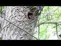 Great Spotted Woodpecker feeding a noisy demanding chick