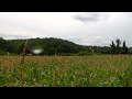 This corn field getting plowed under and destroyed....Salvaging some corn to eat and for feed