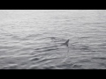 Basking Shark  - West Cork