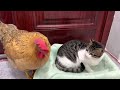 Hens are so bad!  The hen wants to sleep with the kitten.  Kitten is angry 💢Cute and interesting