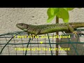 🌬️🦎 Lézard appréciant le moulin à vent - Lizard enjoying the windmill - C.K.S. #lizard #lézard #wild