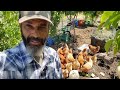 INSIDE a Chicken COMPOSTING Yard: What I've Learned after TWO YEARS!