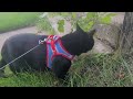 my cat on leash #cat #cats #funnycatvideos #funnycat #cutecats  #catmom #catmomlife #catlovers
