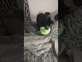 Sebastian loves my avocado pillow