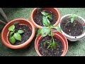 How to Grow Apache chilli/Lemon chilli/green chilli plants outside in Container Shoker Bagan UK 2024