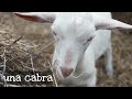 Farm Animals in Spanish