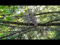 A Beautiful Barred Owl Up Close!