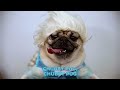 Chubby Pug (Frozen Parody) - Doug The Pug