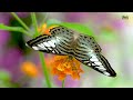 BUTTERFLY GARDEN | 4K Insect World | Relax Your Mind with PIANO - BIRD & STREAM AMBIENCE - #24