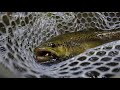 Big Browns in Small Water - Our Water Adventure Series Ep. 6