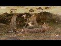 Cheetah Cubs Find Perfect Nap Spot | Little Big Cat | BBC Earth Kids