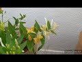 Honeysuckle plant most requested video re-upload/plant care tips in tamil