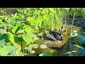 Black Swan Family in Melbourne Botanic Garden