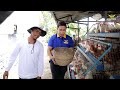 AMAZING CHICKEN FARMING | PWEDENG KUMITA NG 15-18K SA ISANG BUWAN SA PAG-AALAGA NG DEKALB CHICKEN