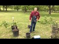How to Graft Pecan Trees