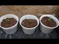 Best potting mix for Adenium/how to repot Adenium/அடீனியம் போன்சாய் வளர்க்க முதல்படி/ சிறந்த மண்கலவை