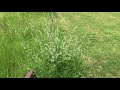 2018 Grasshopper 725D Mowing Tall Grass.