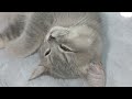 Funniest 2024😛Cats and 🥒 Cucumbers - Awesome Funny Pet Videos 😽🐶